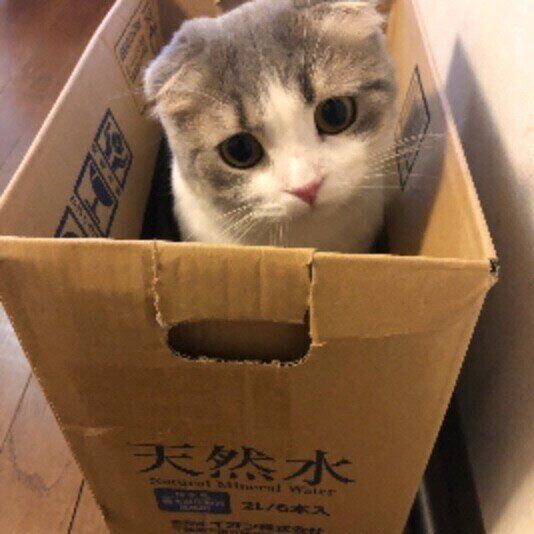 箱に入るスコティッシュフォールド