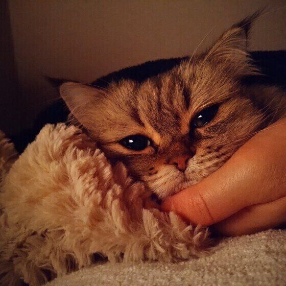 顔をのせているペルシャ