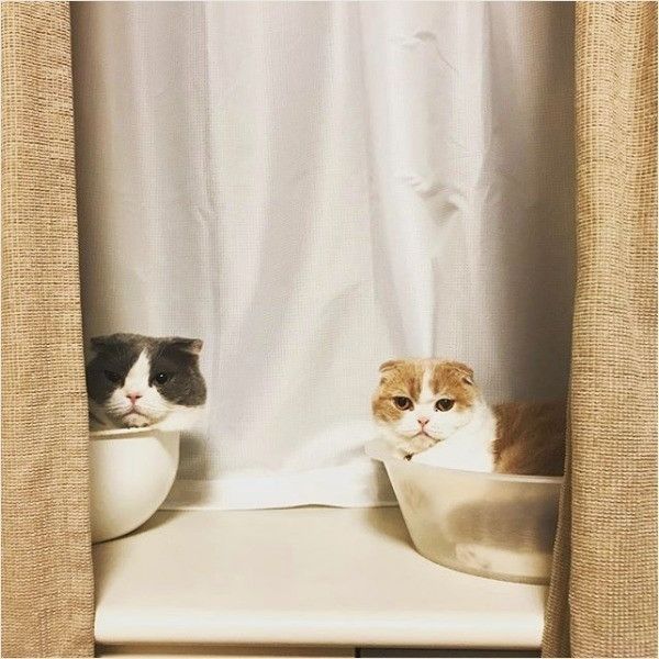 お風呂の順番待ちニャンズ