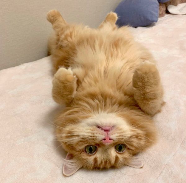 寝転がるちくわちゃん