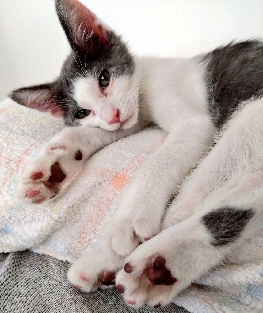 くつろいでいるの子猫