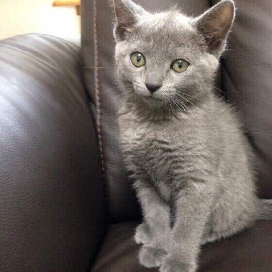 見つめるロシアンブルー