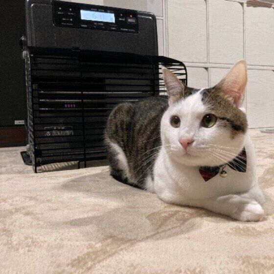 ストーブ前のキジトラの銀慈ちゃん