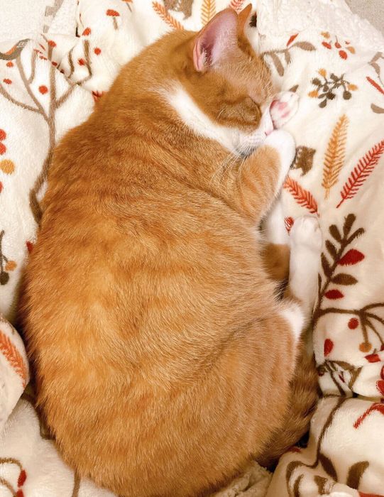 気持ちよさそうに眠るきなこちゃん