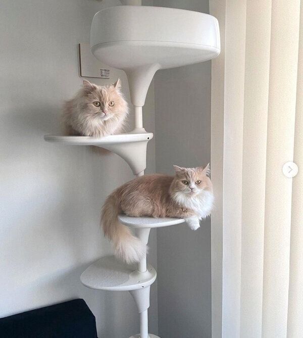 キャットタワーでくつろぐ美優ちゃんと美愛ちゃん