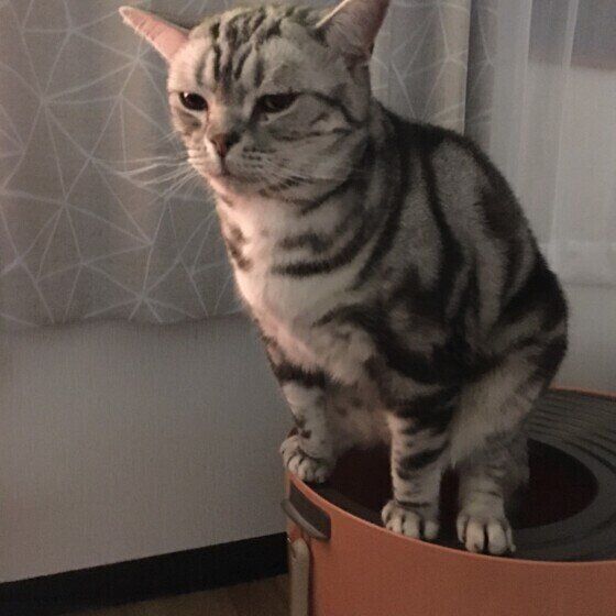 踏ん張るアメリカンショートヘアの男の子