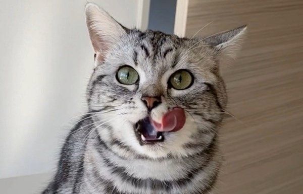 舌を出すアビーちゃん