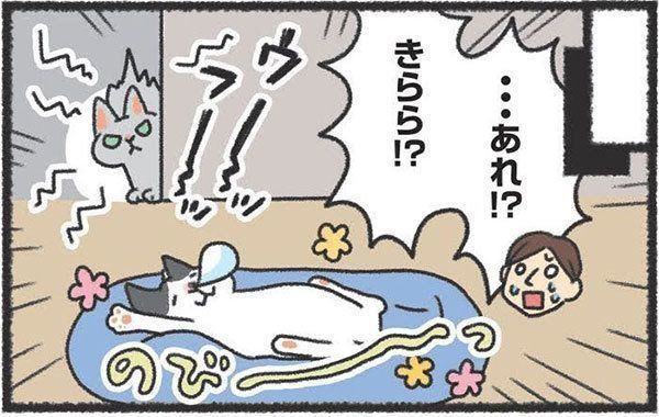 新入り猫を迎える前に検討しておきたいこと