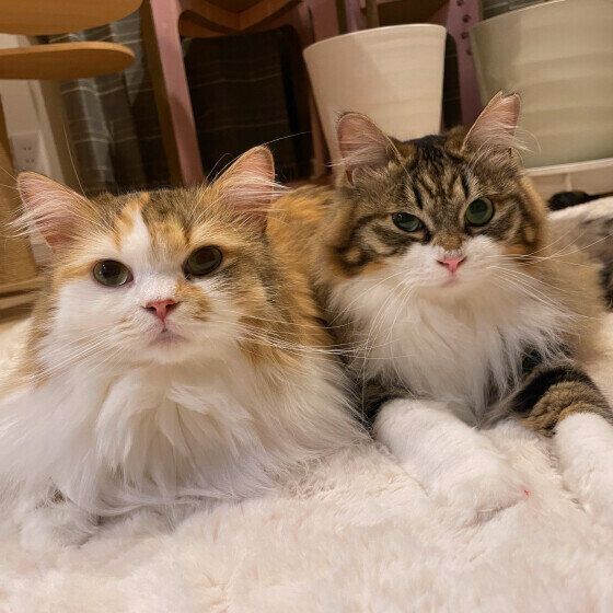 猫のココちゃんと同居猫ちゃん