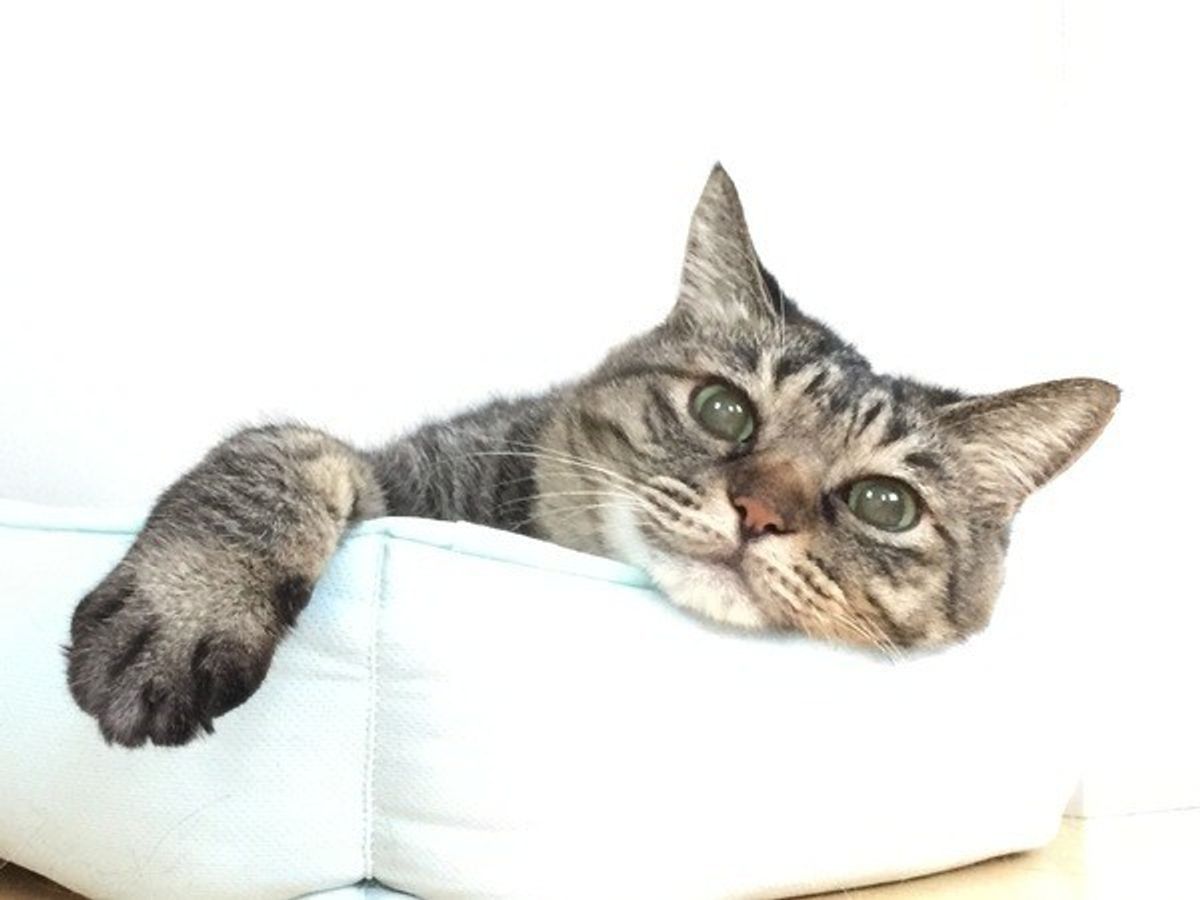 猫が絶対に食べてはngな食材って ジャンル別に分かりやすく解説 ねこのきもちweb Magazine 猫が絶対に食べてはngな食材って ジャンル別に分かりやすく解説 ねこのきもちweb Magazine