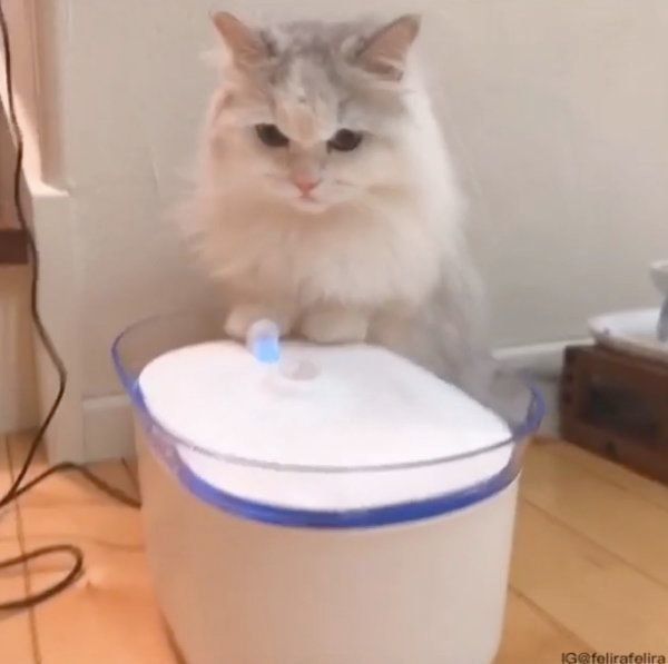 どうしても気になるるうちゃん