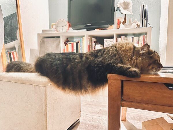 机の上に乗りたいヤマネコくん