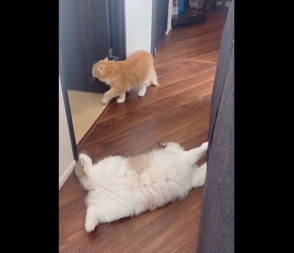 通せんぼするぐりくんのことをスルーするぐらちゃん