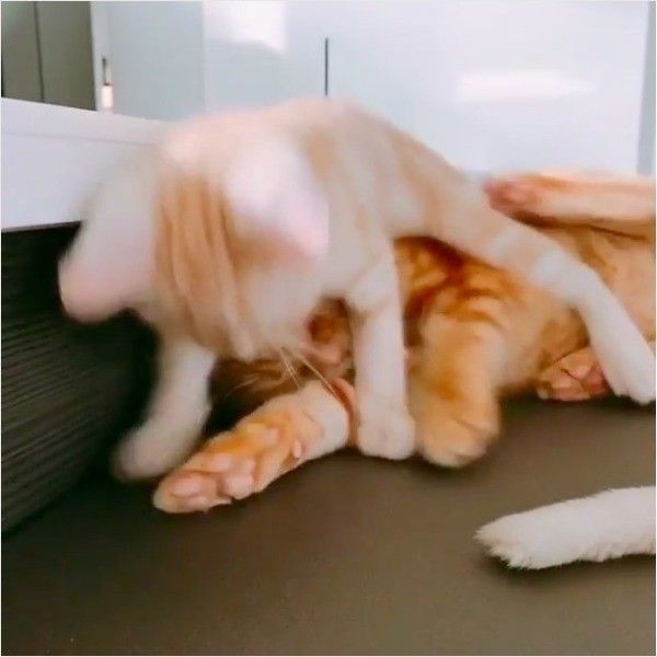 なめなめニャンコ