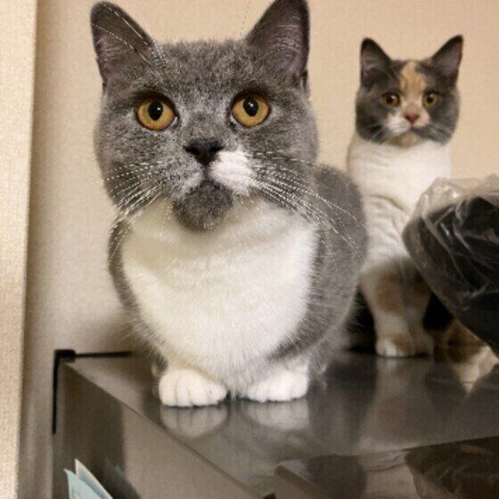 飼い主を見ている2匹の猫