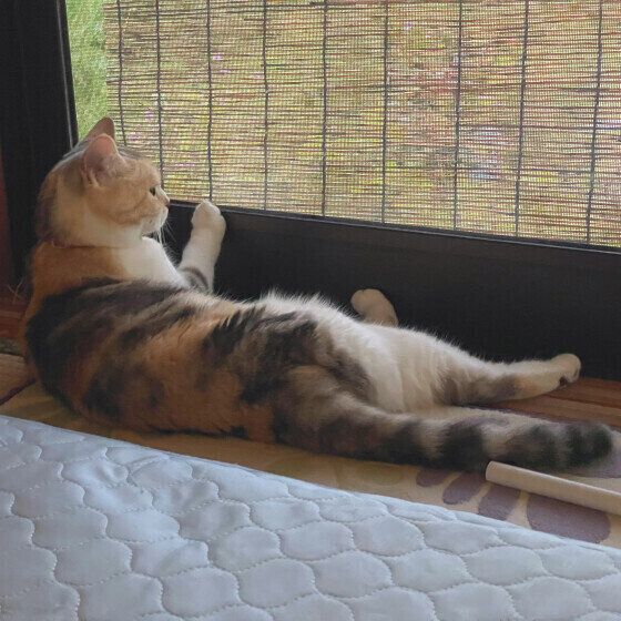 ニャルソックをするスコティッシュフォールド