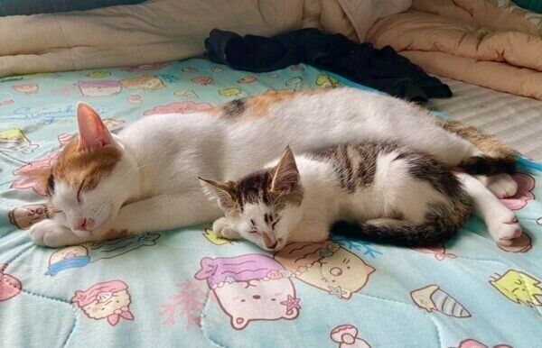 おこげちゃんに寄り添って眠るブキくん