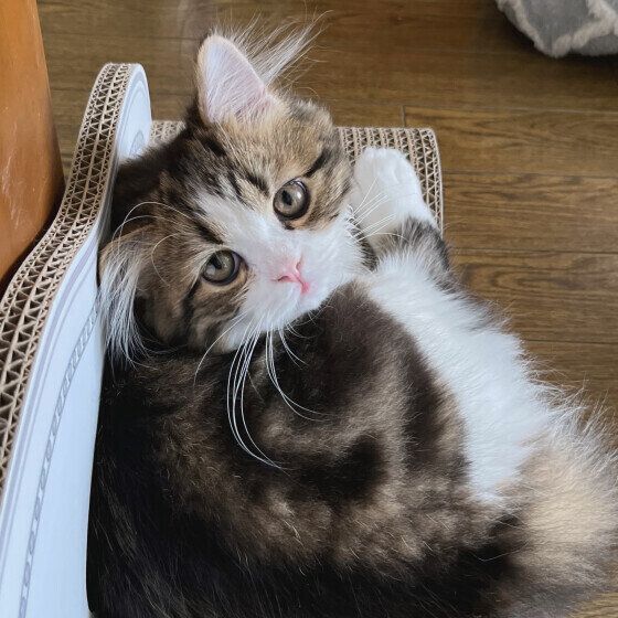 スコティッシュフォールド・ロングヘアの 福翔（タルト）くん