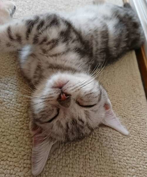 アメリカンショートヘアのむぎくん