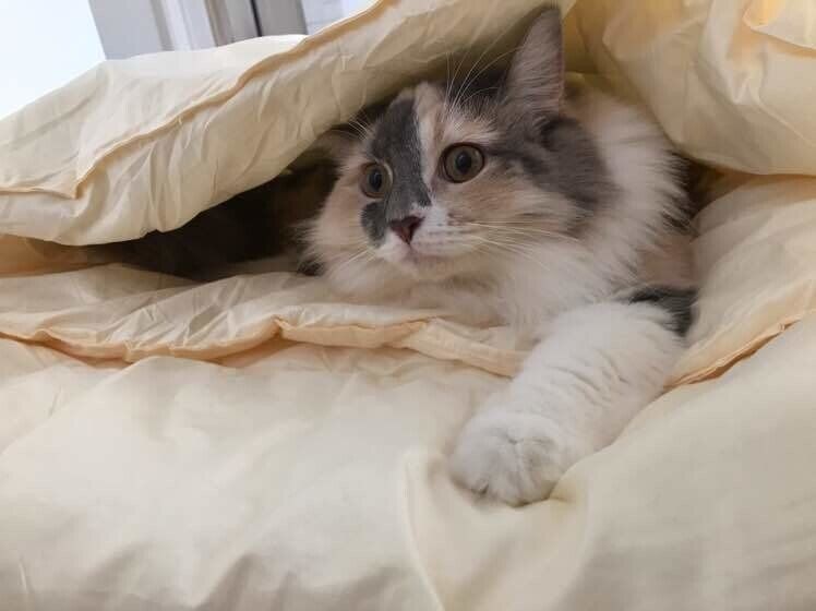 布団に入るラガマフィン