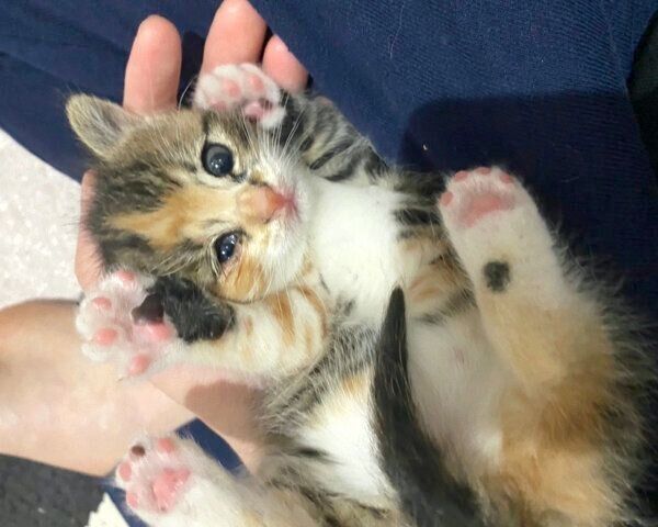 子猫時代のぴーちゃん