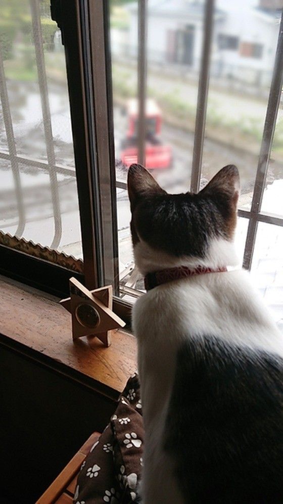 窓から外を眺める