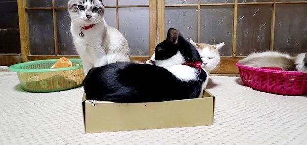 お歳暮の箱を開けた猫