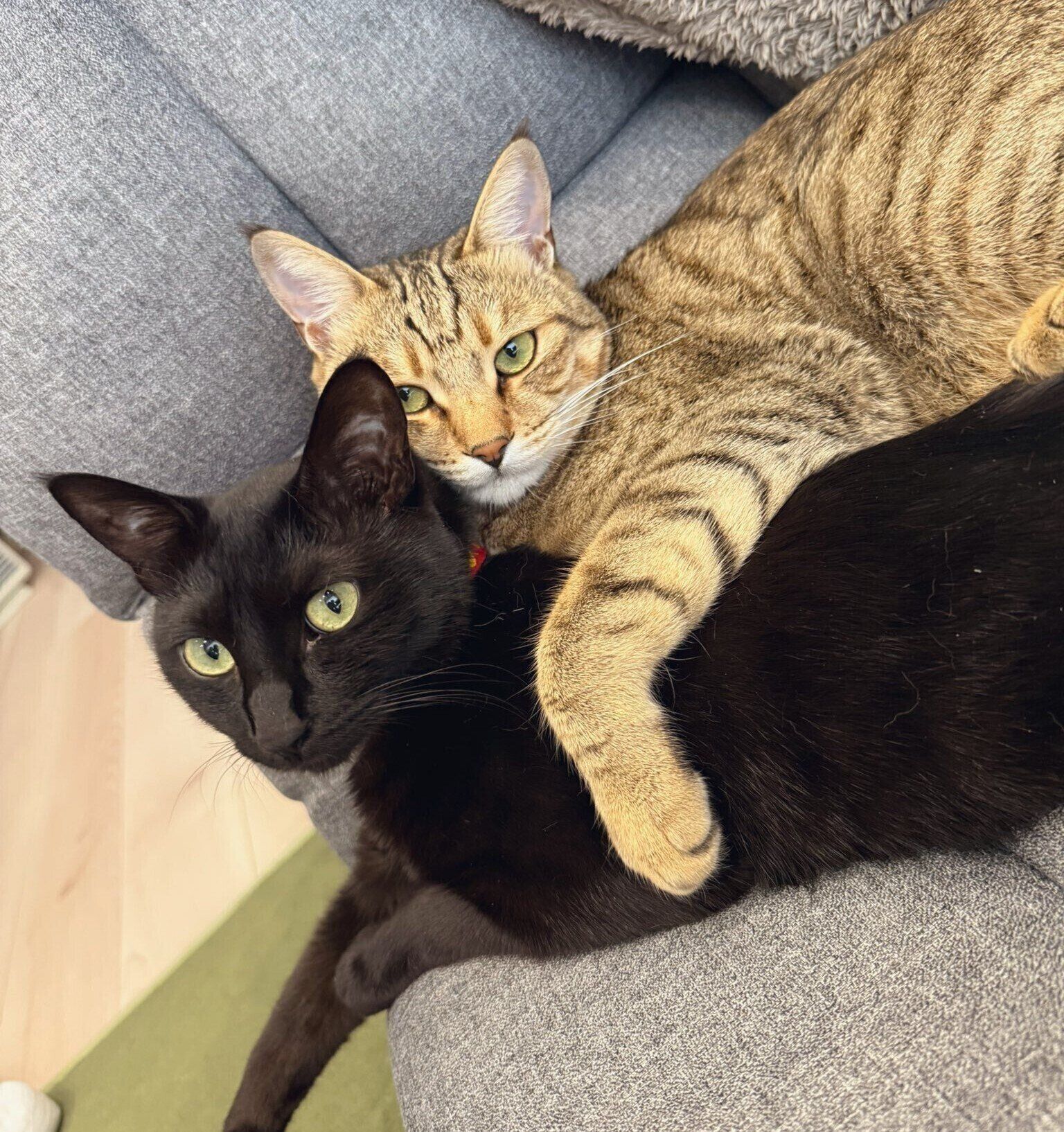 ぎゅーっと抱き合うブランくんとノワールくん