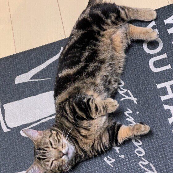 マンチカンの小虎くん♪