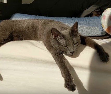 猫　ハムちゃん