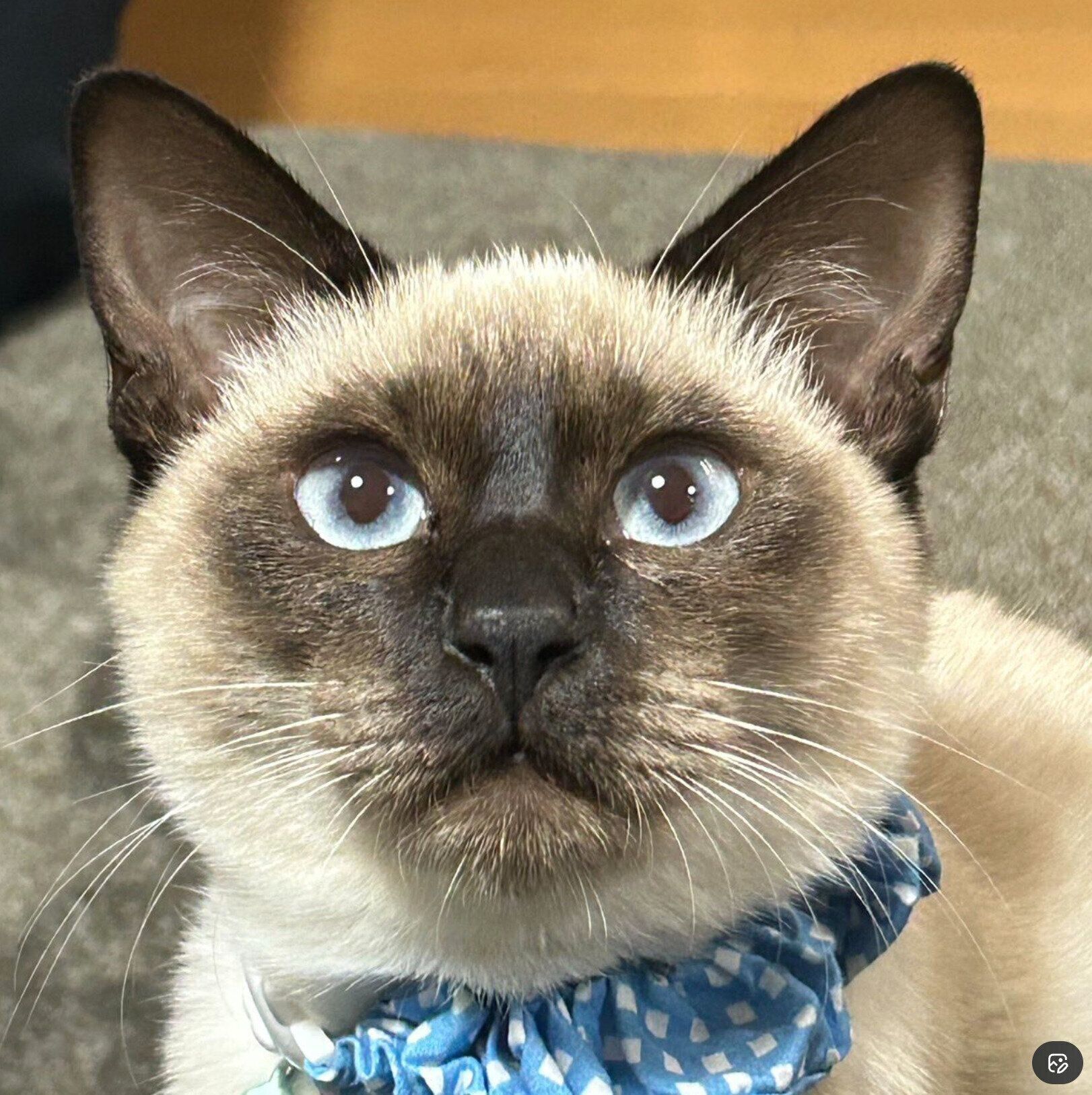 まんまる顔が可愛い、るるちゃん