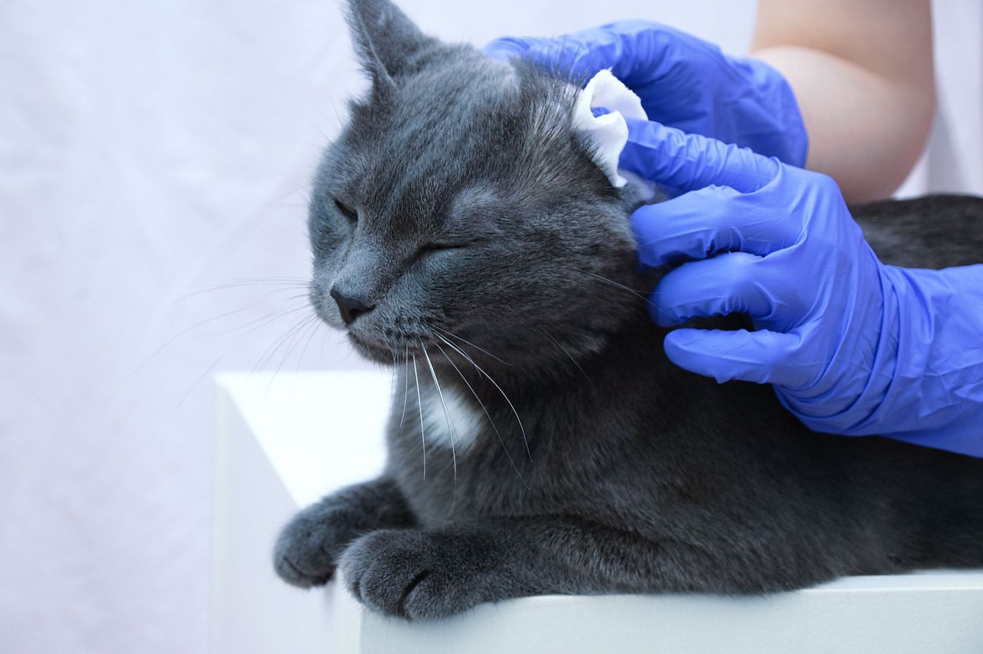 綿棒は実はng 猫の耳掃除 正しいお手入れ頻度とやり方のコツ ねこのきもちweb Magazine 綿棒は実はng 猫の耳掃除 正しいお手入れ頻度とやり方のコツ ねこのきもちweb Magazine