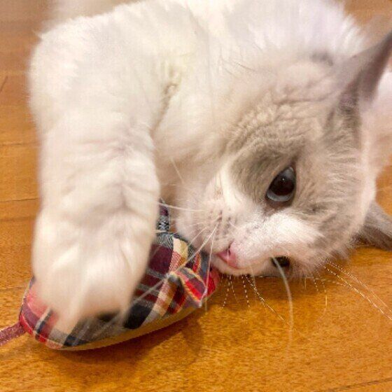 ネズミのおもちゃで遊ぶラグドール