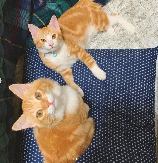 元保護猫・うりちゃんといくらちゃん