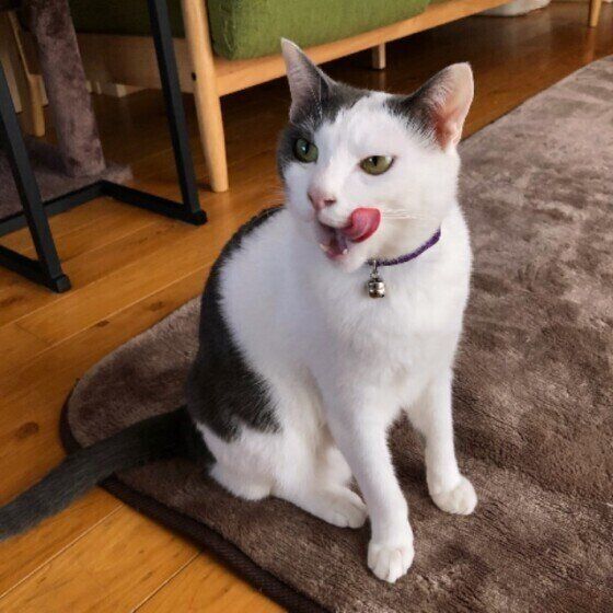 白黒猫のたまちゃん