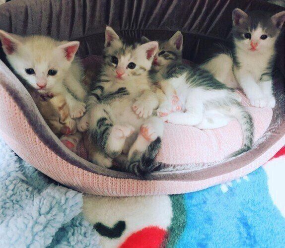 産まれたばかりの5匹の子猫