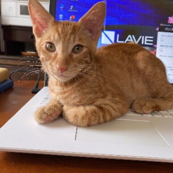 パソコンの上に座る茶トラ猫