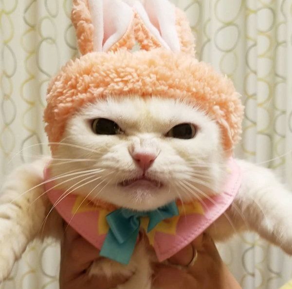 マンチカンのふくちゃん