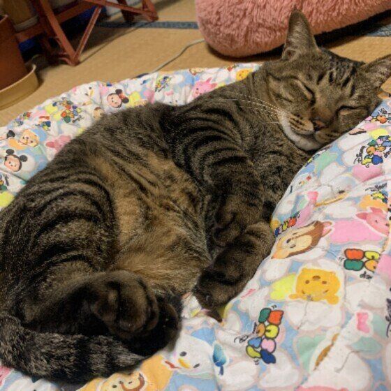 眠るMIXの男の子