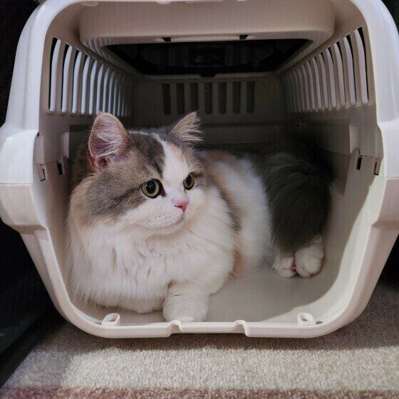 ミヌエットのラテちゃん♪