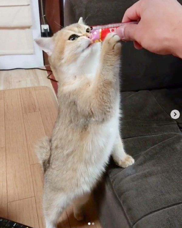 ちゅ〜るを食べるカイくん