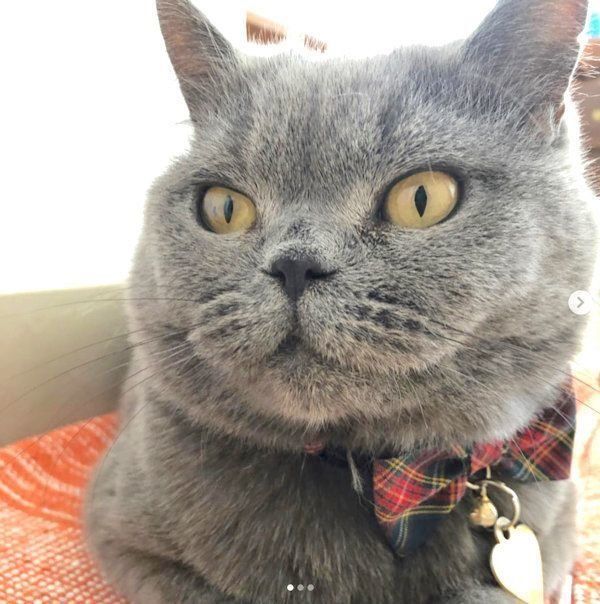 元保護猫・ブリティッシュショートヘアのルナ子ちゃん