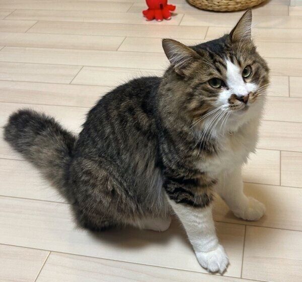 なでてほしいアピールをするほたてくん