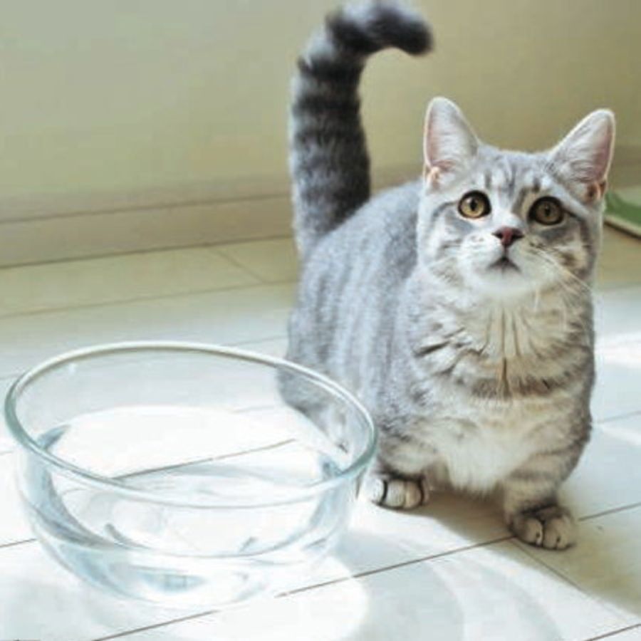 水飲み下手な猫 多頭飼い タイプ別 猫ちゃんの水分摂取アップ術を教えます ねこのきもちweb Magazine 水飲み下手な猫 多頭飼い タイプ別 猫ちゃんの水分摂取アップ術を教えます ねこのきもちweb Magazine