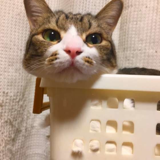 カゴの中に入るキジトラ