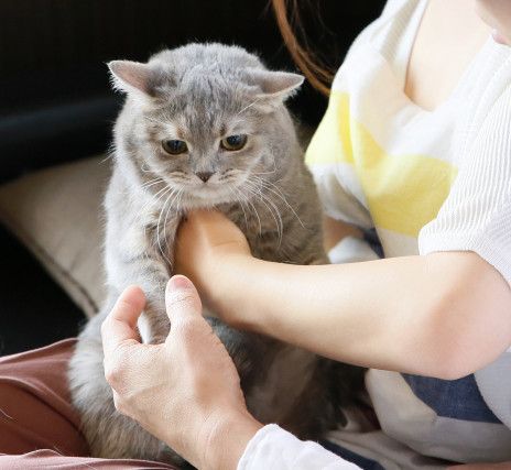 素朴な疑問あれこれ 猫アレルギーについて知ろう ねこのきもちweb Magazine