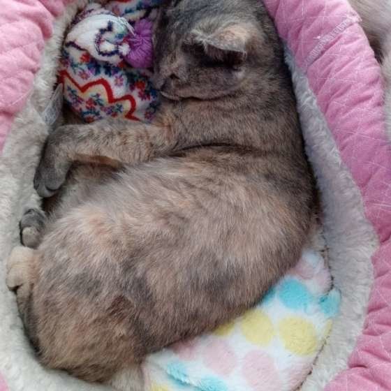 湯たんぽを抱っこするめぐちゃん