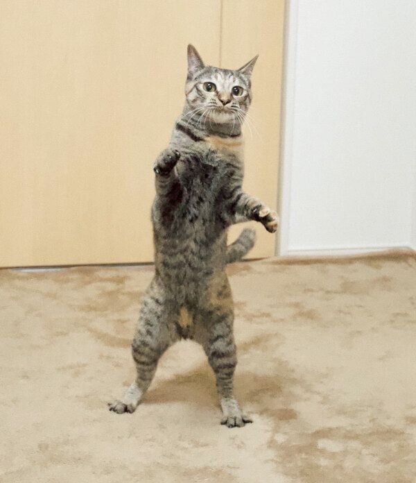 2本足で立つモカちゃん