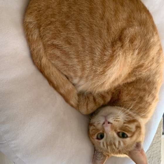 丸くなる茶トラ