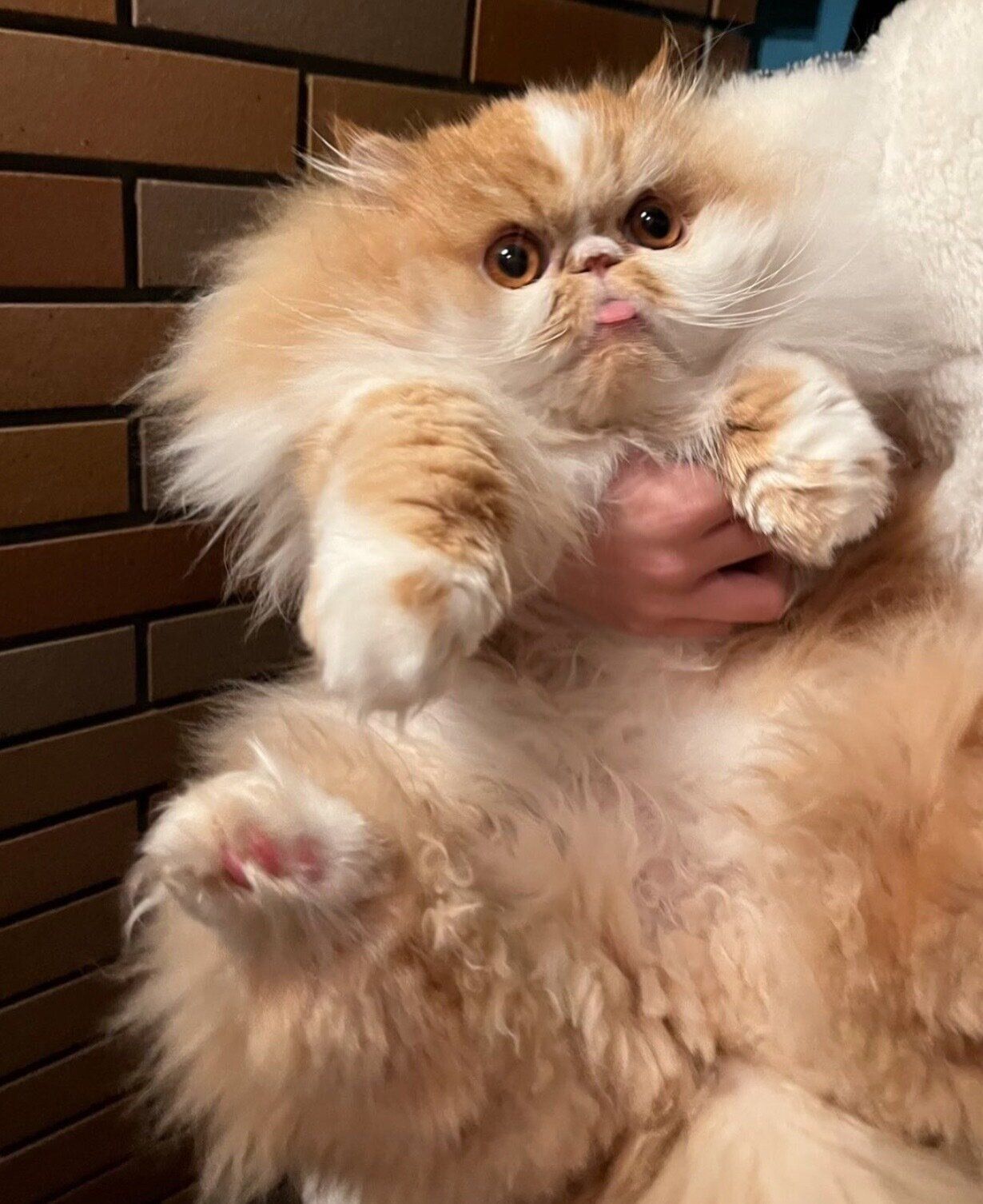 3才のころに撮影したぽてちくん